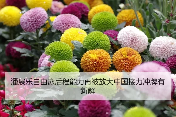 潘展乐自由泳后程能力再被放大中国接力冲牌有新解